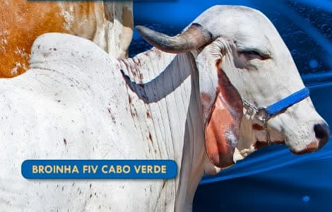 ESTRELA FIV DA GRUMARIM — Gir Grumarim