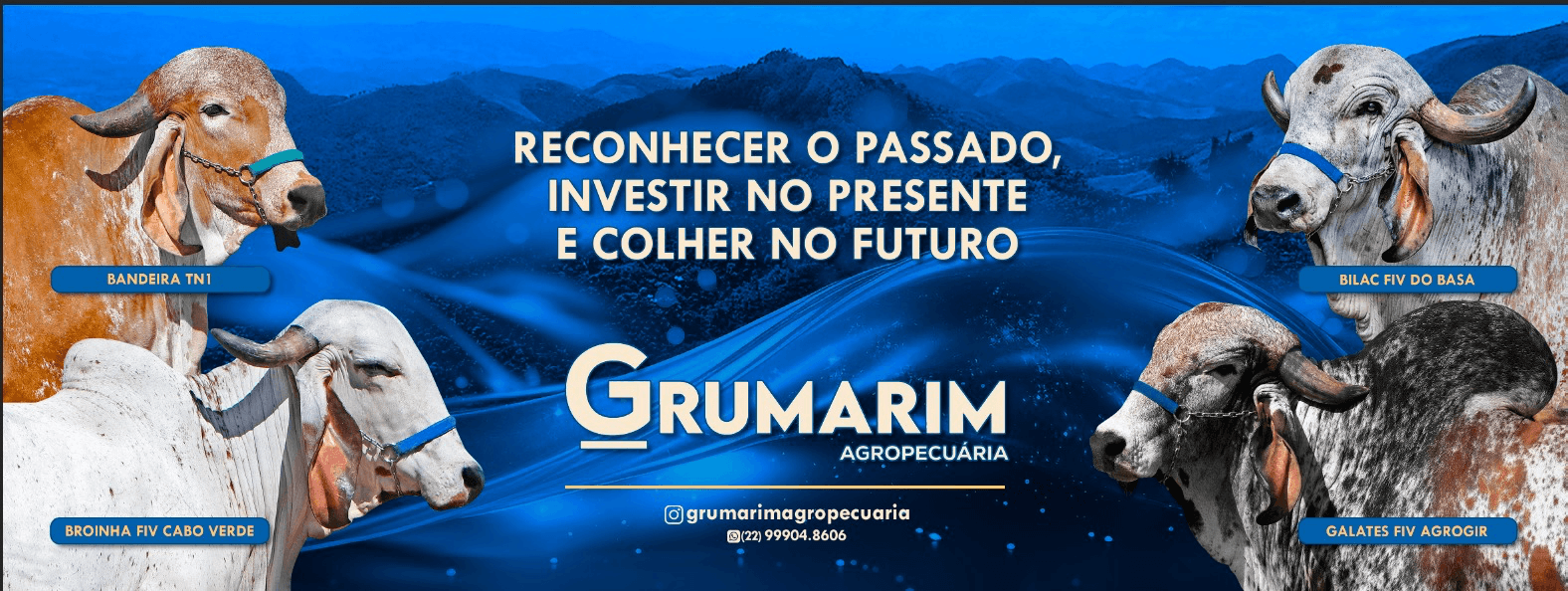 Plantel de elite da Grumarim Agropecuária